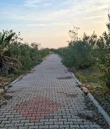 Antalya Deniz Kenari